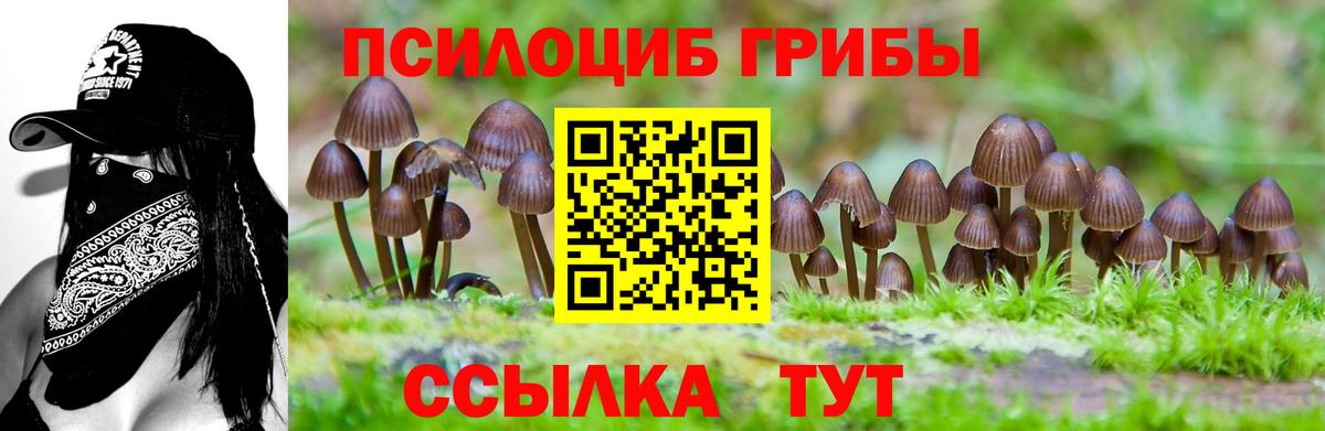 Псилоцибиновые грибы Psilocybine cubensis Свободный